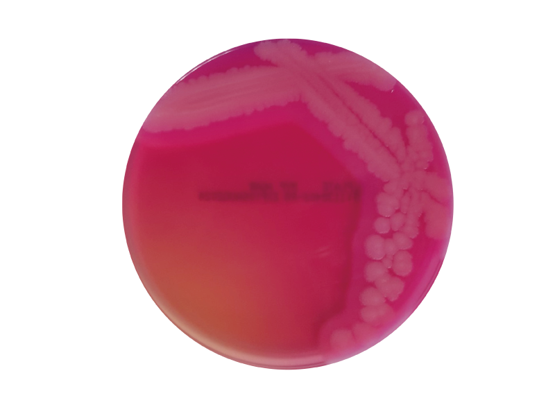 MYP Agar MYP Agar