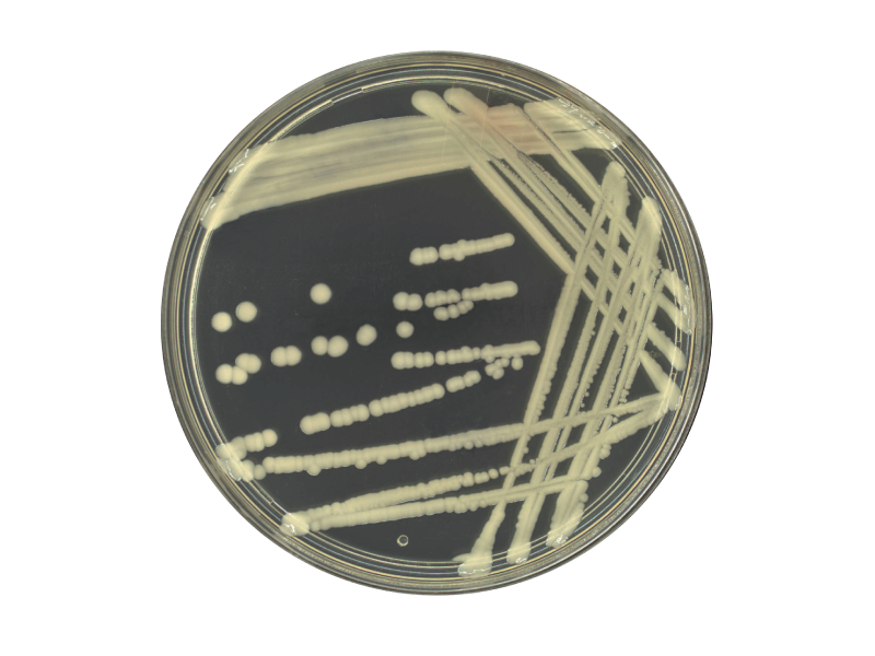 TSA w/ 0.6% Yeast Extract (TSAYE) TSA w/ 0.6% Yeast Extract (TSAYE)