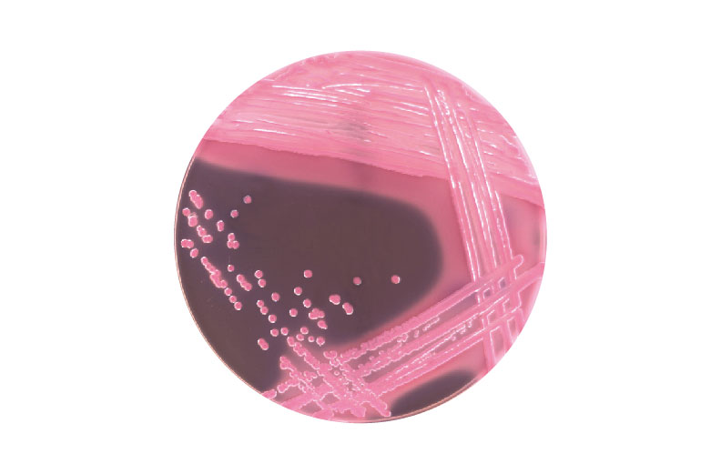 大腸桿菌系列